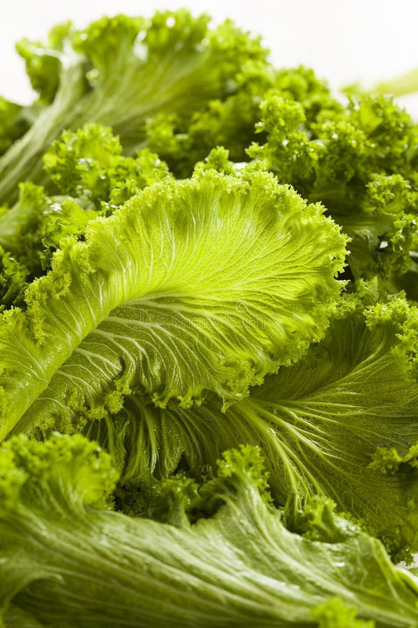 Organic Raw Mustard Greens stock image. Image of vegetable 42110693
