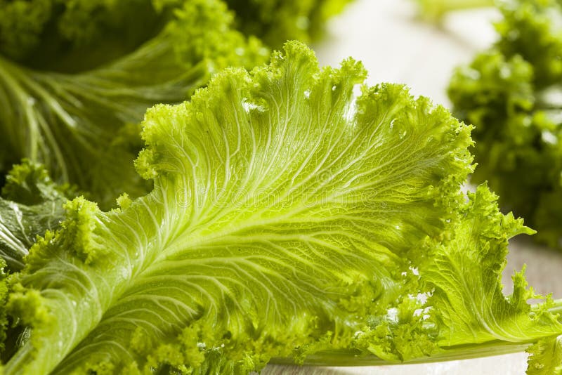 Organic Raw Mustard Greens stock image. Image of greens 42110713