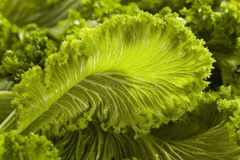 Fresh mustard greens stock photo. Image of food, natural 2263792