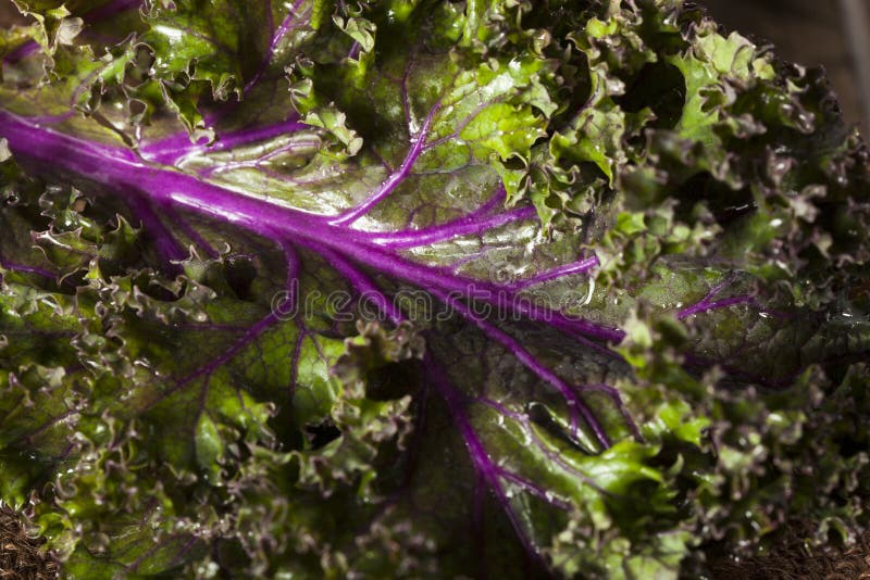 Organic Raw Red Kale stock photo. Image of fiber, kale 51378376