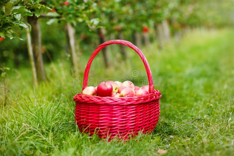 Organic red apples in a Basket outdoor. Orchard. Autumn Garden.