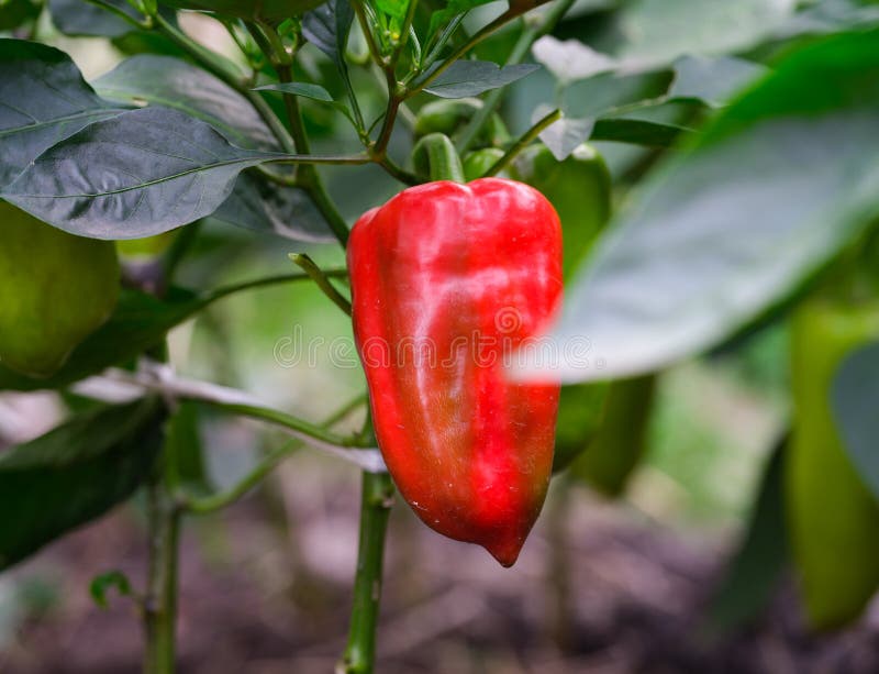 An Organic Red Bell Pepper Growing in a Garden Stock Photo Image of