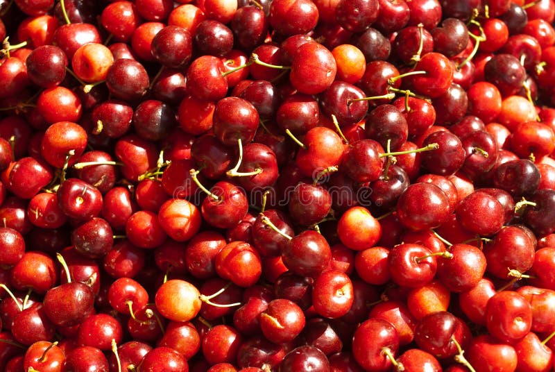Organic Red Cherries stock photo. Image of sale, close 19921234