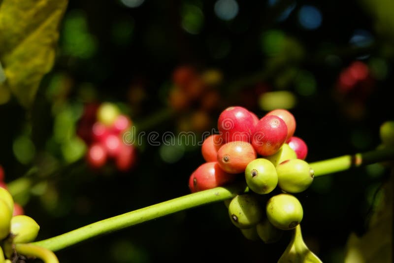Organic Red Coffee Cherries, Raw Coffee Bean on Coffee Tree Plan Stock