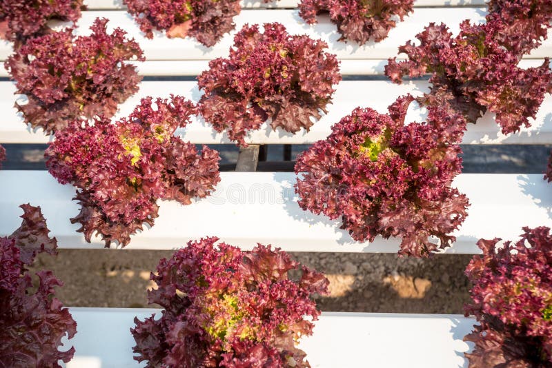 Organic red coral salad stock photo. Image of freshness 69413946