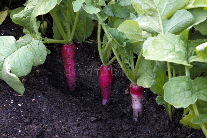 Download Organic Red Radish Growing In Vegetable Garden Stock Photo - Image of fruit, leaves: 99378594