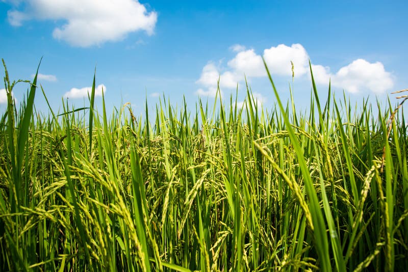 Close Up Organic Rice Fields with Beautiful Blue Sky Background in ...