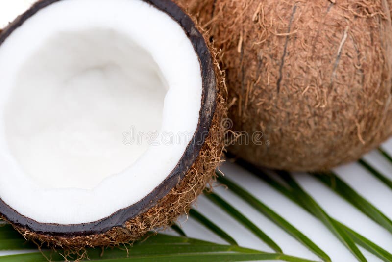 Organic Ripe Coconuts with Green Palm Leaf on Coconut Leaf Stock Image