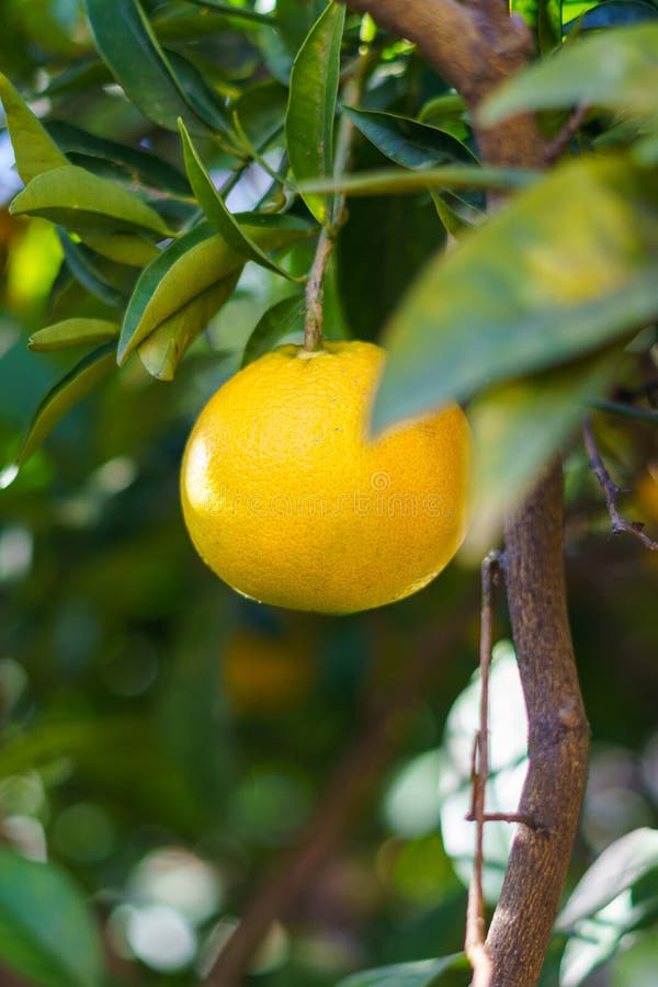 Organic Ripe Oranges Growing on Trees in the Garden. Copy Space Stock