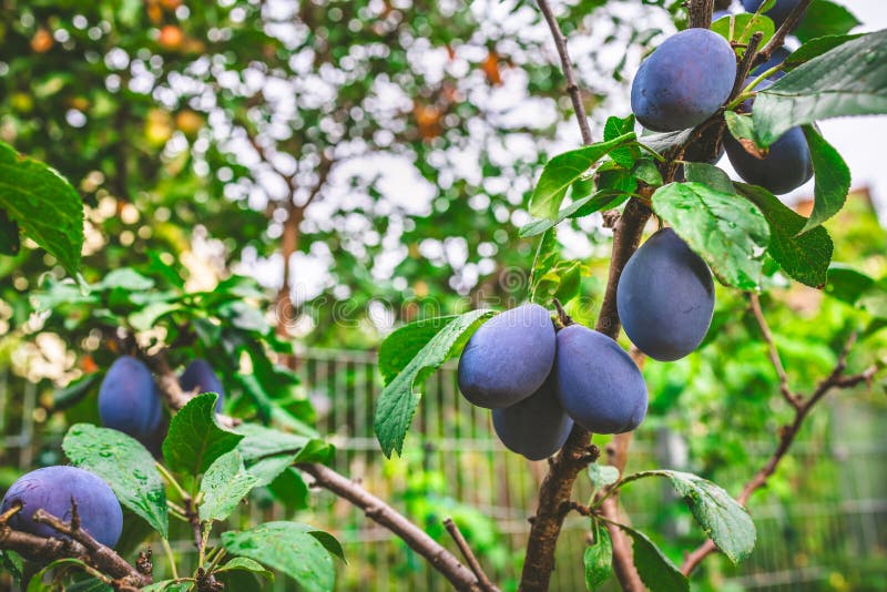 Organic ripe plums hanging from a tree branch ready to be harvested royalty free stock images