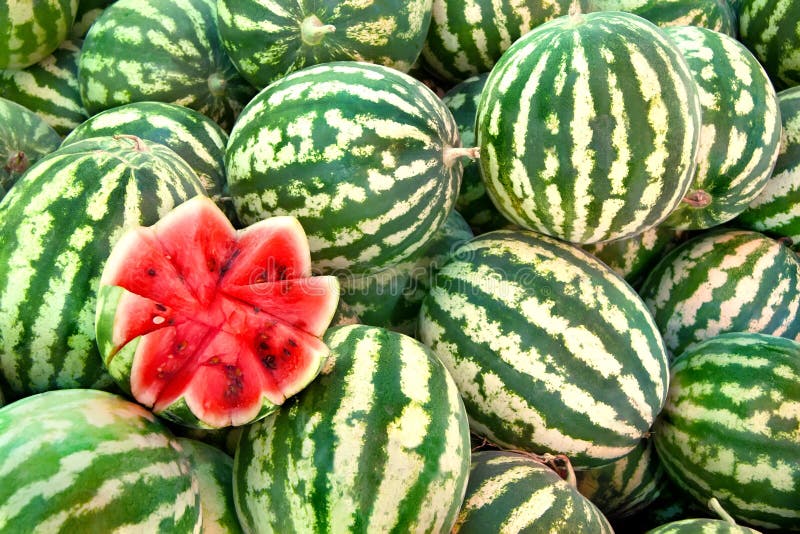 Organic Ripe Watermelon Heap