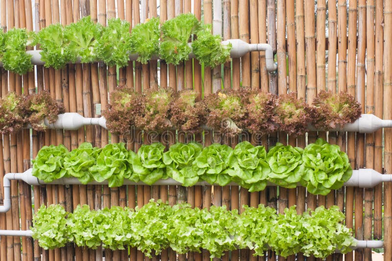 Salad garden bed stock image. Image of endive, radi, head 3382243