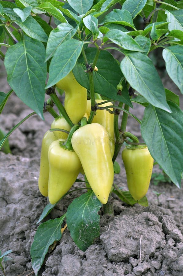 In Organic Soil, Sweet Peppers Grow Stock Photo Image of cultivation