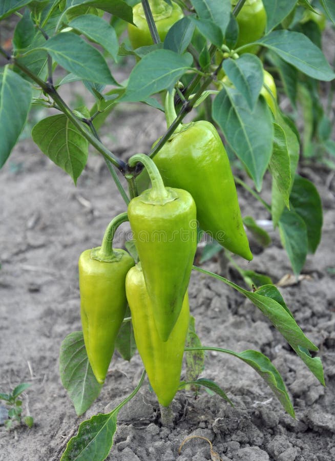 In Organic Soil, Sweet Peppers Grow Stock Image Image of farming