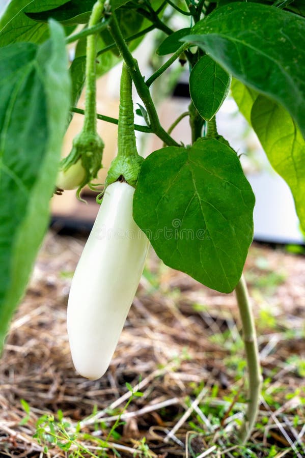 In the Organic Soil, White Eggplant Grows. White Eggplant Growing in