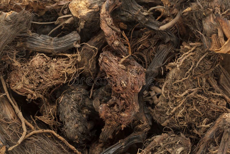 Organic Spikenard (Nardostachys jatamansi) roots.