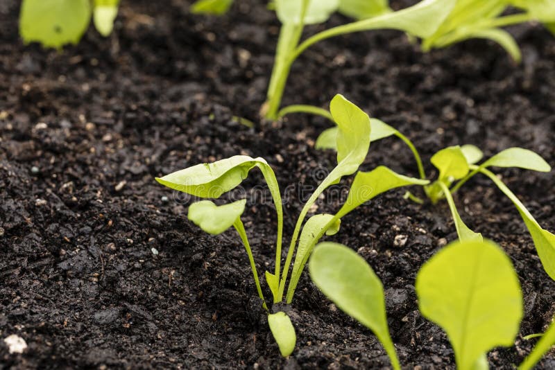 Organic Spinach Seedling stock image. Image of seasonal 101963863