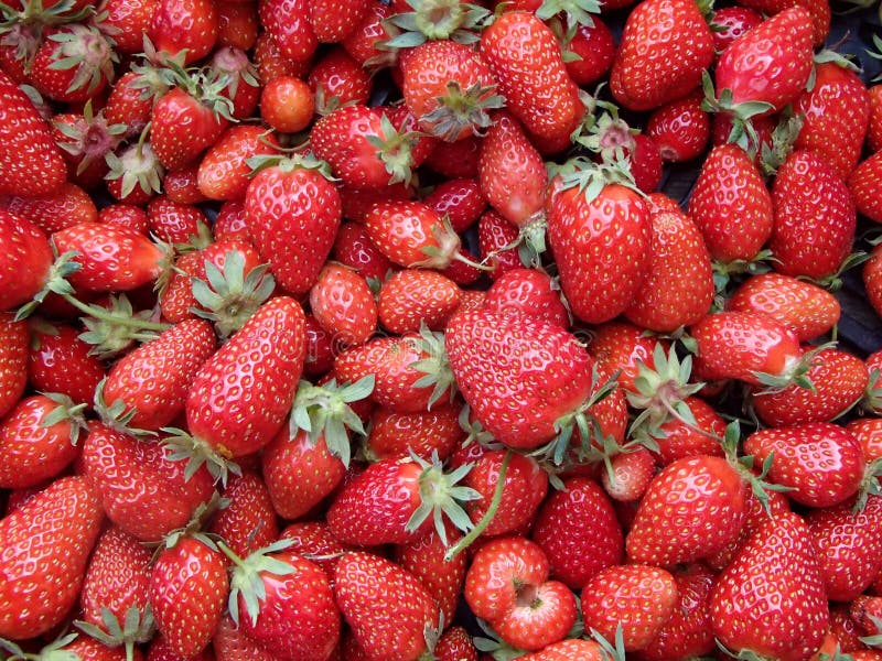 Organic delicious red strawberries background