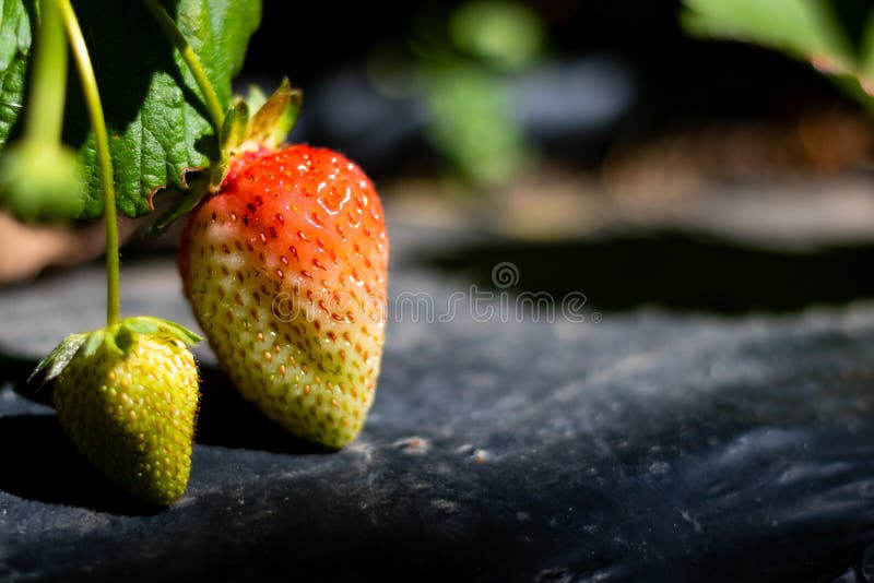 Organic Strawberries on the Black Plastic Mulch Layer in Focus Stock