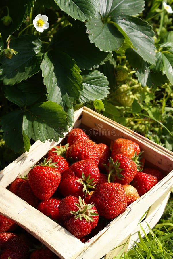 Organic Strawberries on Field Stock Image Image of food, fresh 10187265
