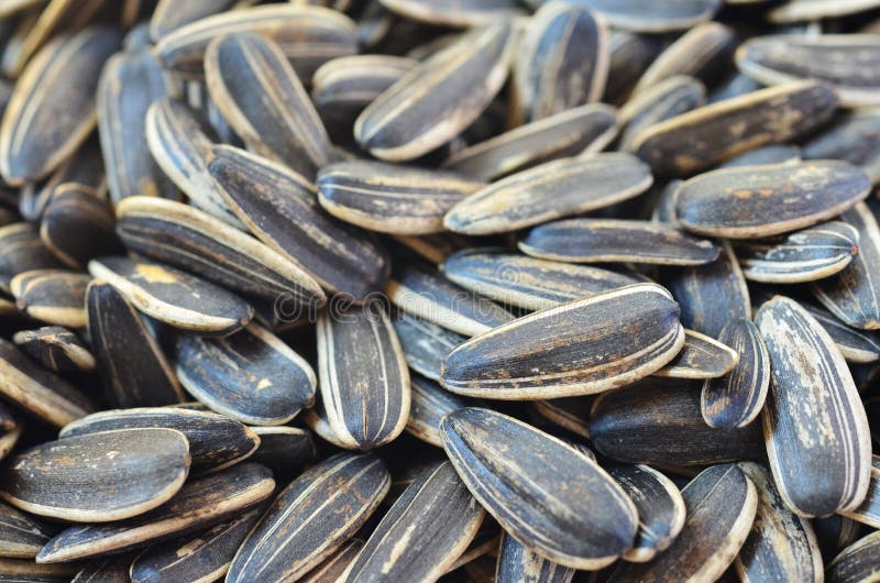 Organic sunflower seed stock photo. Image of food, nature 48188920