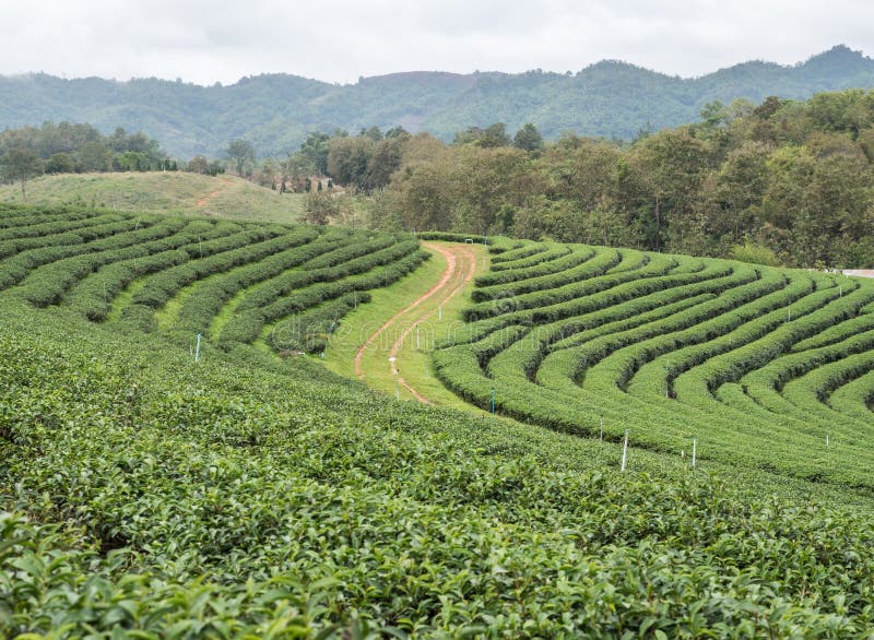 Organic Tea Plantation on the Hill Stock Photo Image of field