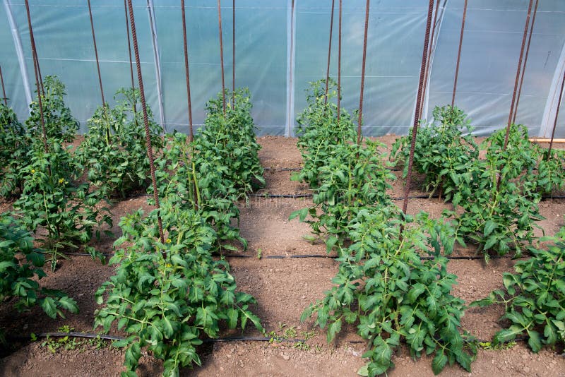 Organic Tomato Plants in a Greenhouse and Drip Irrigation System Stock