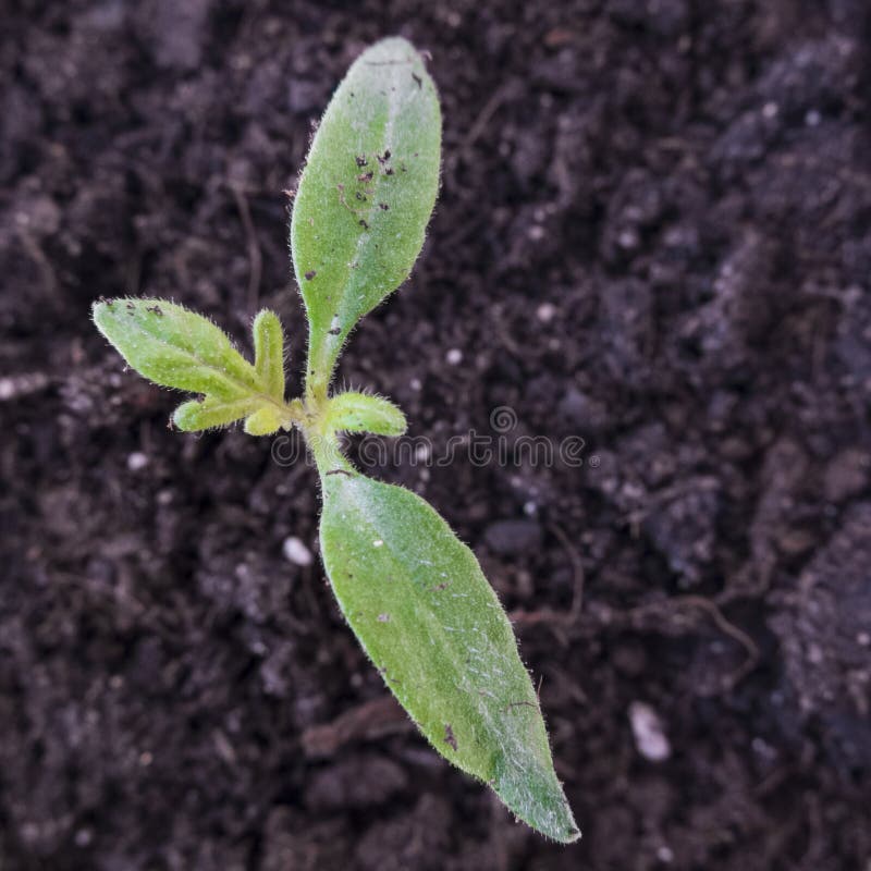Organic tomato seedling royalty free stock photos Organic tomato seedling royalty free stock photos