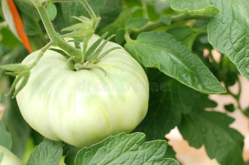 Organic tomato on the vine