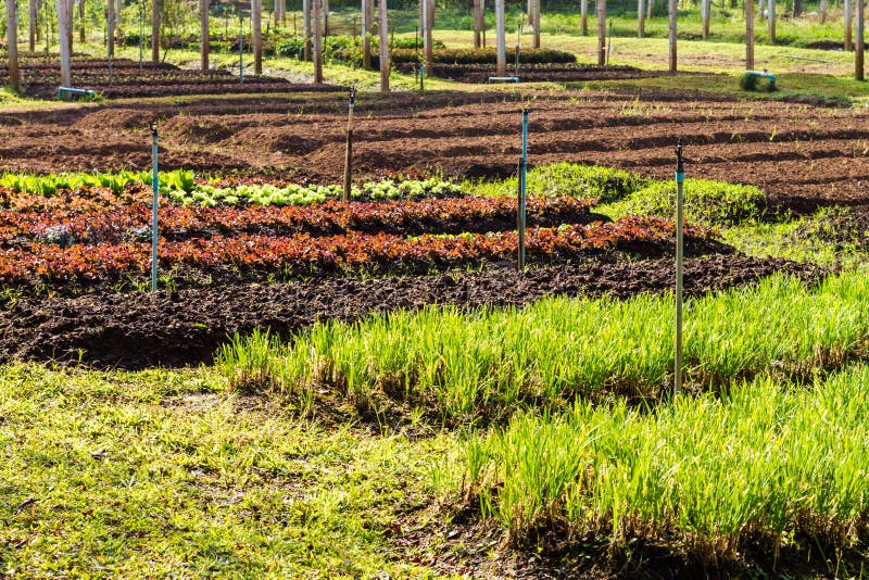 Organic vegetable farm stock photo. Image of healthy 38941624
