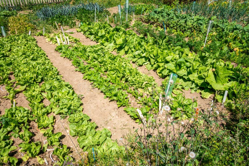 Organic vegetable garden stock image. Image of gardening 212599333