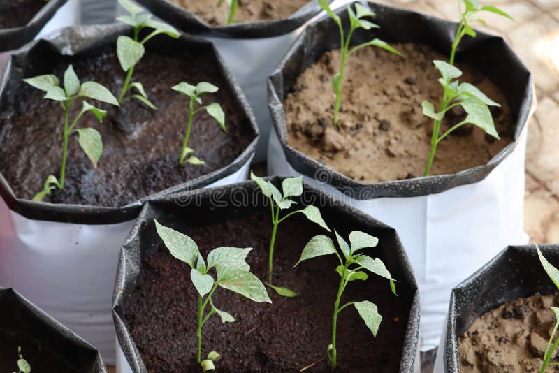 Plastic Grow Bags, For Growing Plants