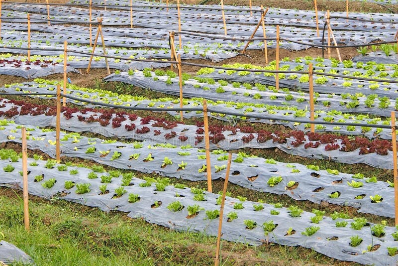 Organic vegetable plots