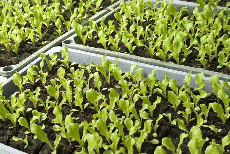 Organic Vegetable Seedlings Stock Image Image of grow, freshness