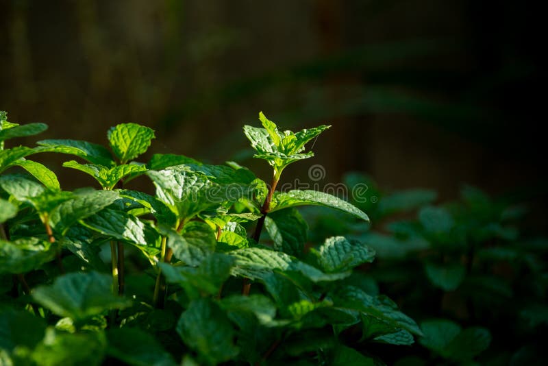 Peppermint ,Mint Leaf Organic Vegetables on Dark Background, Green