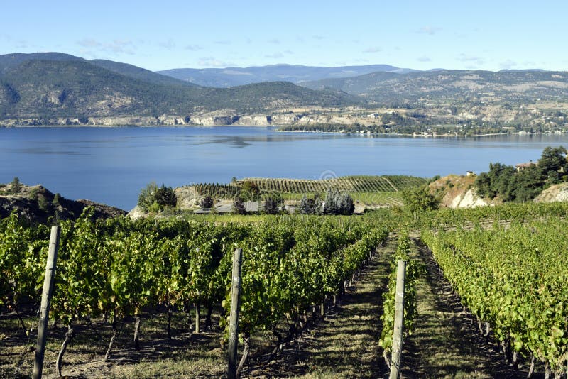 Organic Vineyard Naramata Okanagan Valley British Columbia