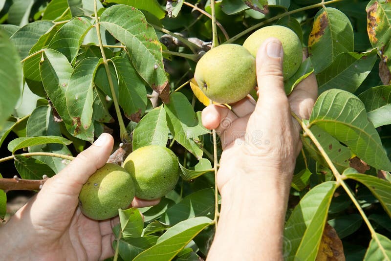 A organic walnut