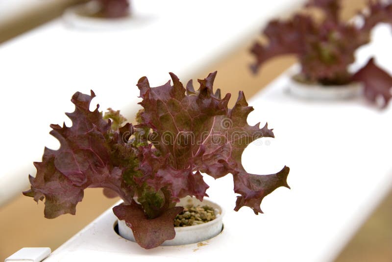 Organically Farmed Red Coral Lettuce Stock Image Image of growing