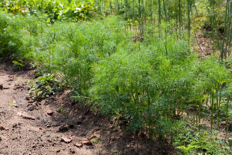 Organically grown dill