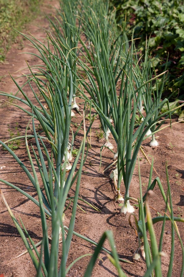 Organically grown onions