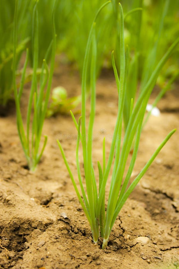 Organically grown onions with chives in the soil .Onion field