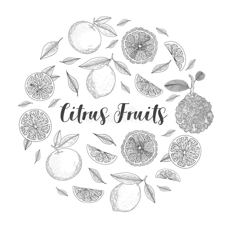 Organicznie cytrus owoc sztandary zdrowa żywność Grawerować nakreślenie rocznika styl Jarski jedzenie dla projekta menu, przepisy royalty ilustracja Organicznie cytrus owoc sztandary zdrowa żywność Grawerować nakreślenie rocznika styl Jarski jedzenie dla projekta menu, przepisy royalty ilustracja
