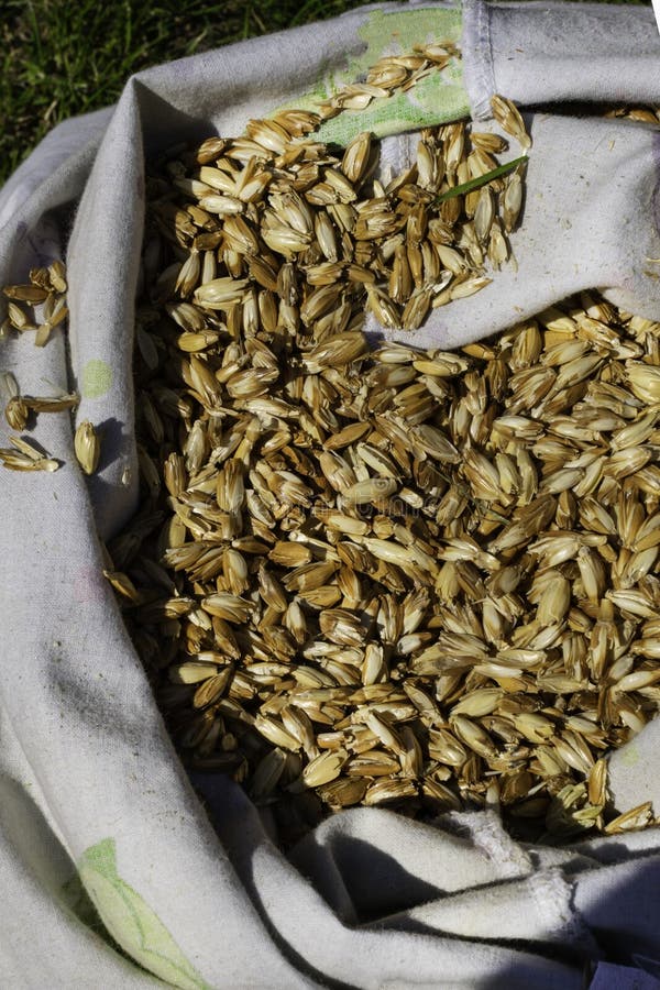 Organicznie Einkorn banatka groszkuje w dużej torbie obraz stock Organicznie Einkorn banatka groszkuje w dużej torbie obraz stock