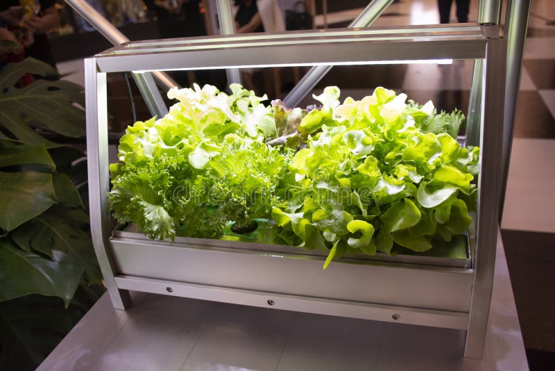 Organicznie hydroponika warzywa i owoc ogródu pudełko salowy dla uprawiać ziemię