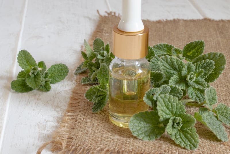 Organicznie istotny olej mennica z zielonymi li??mi Naturalny olej mennica obraz royalty free Organicznie istotny olej mennica z zielonymi li??mi Naturalny olej mennica obraz royalty free