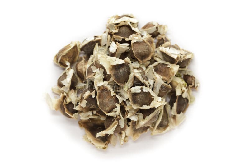Organicznie Moringa ziarna (Moringa oleifera) fotografia royalty free