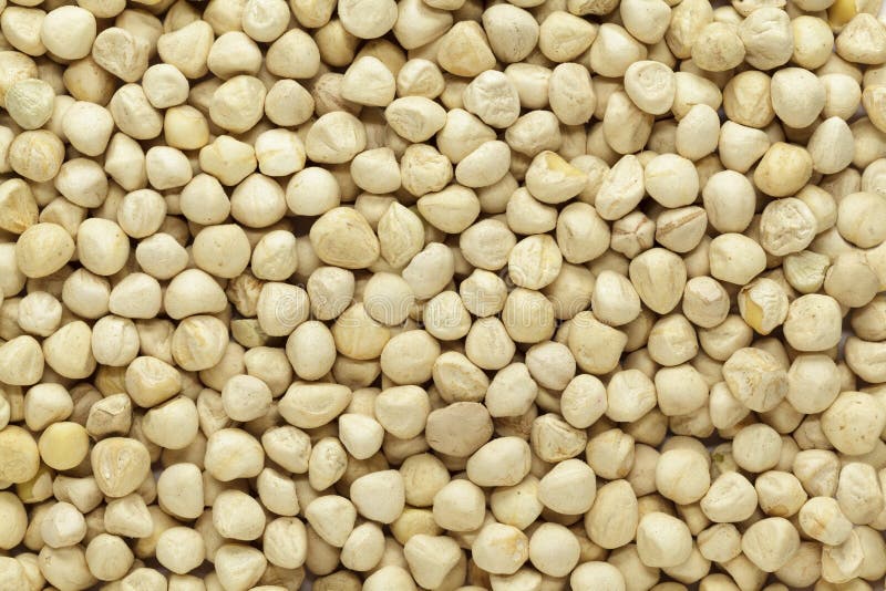 Organicznie nasiono Moringa ziarna (Moringa oleifera) zdjęcie royalty free