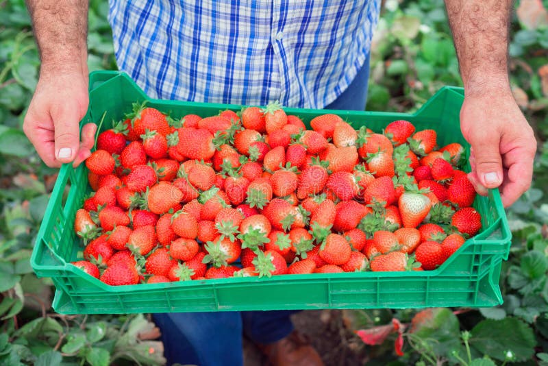 Organicznie owocowa produkcja Średniorolna mienie skrzynka pełno świeże truskawki zdjęcia stock Organicznie owocowa produkcja Średniorolna mienie skrzynka pełno świeże truskawki zdjęcia stock
