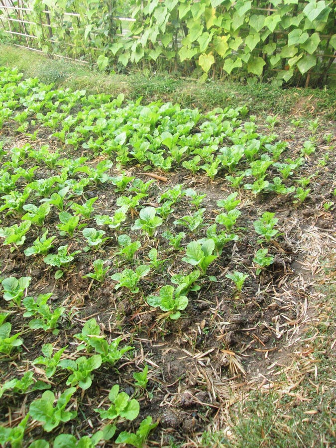 Organicznie rosnąć beetroot i szpinaka warzywa w małego miasto ogródu jarzynowej fabule