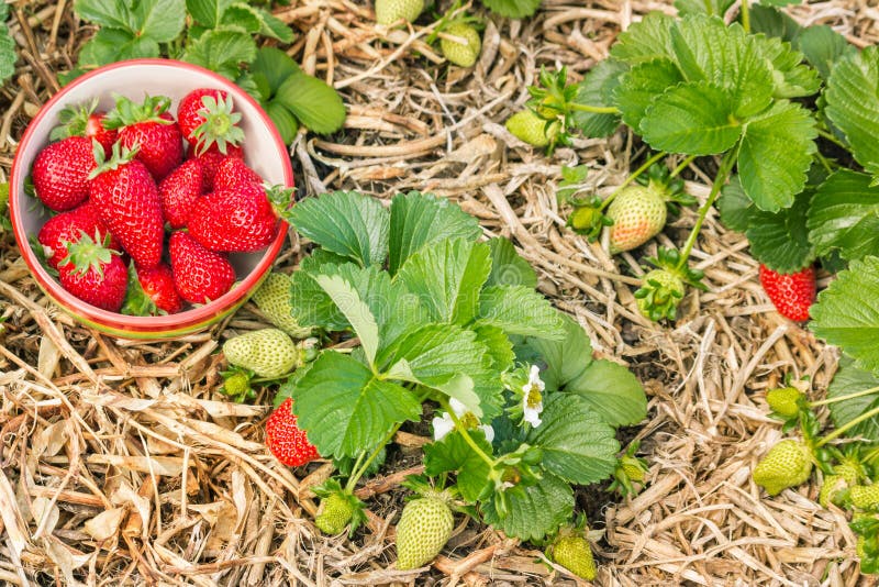 Organicznie rosnąć truskawkowe rośliny z dojrzałymi truskawkami w porcelanowym pucharze obraz stock Organicznie rosnąć truskawkowe rośliny z dojrzałymi truskawkami w porcelanowym pucharze obraz stock